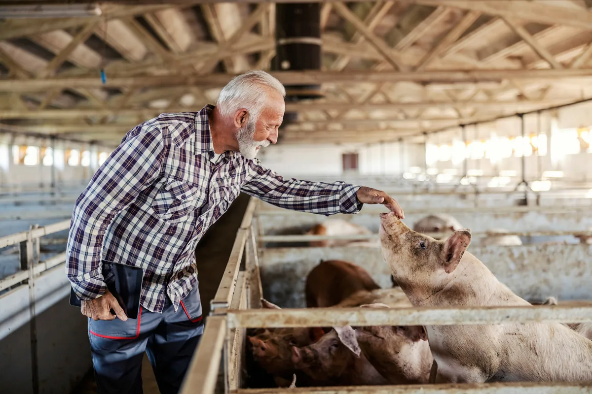 Livestock farmer using OutbreakGuard app to protect their herd